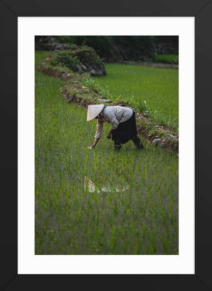 21x30 Black Rice Reflection