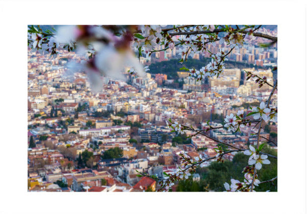 21x30 Frameless Almond Flowers