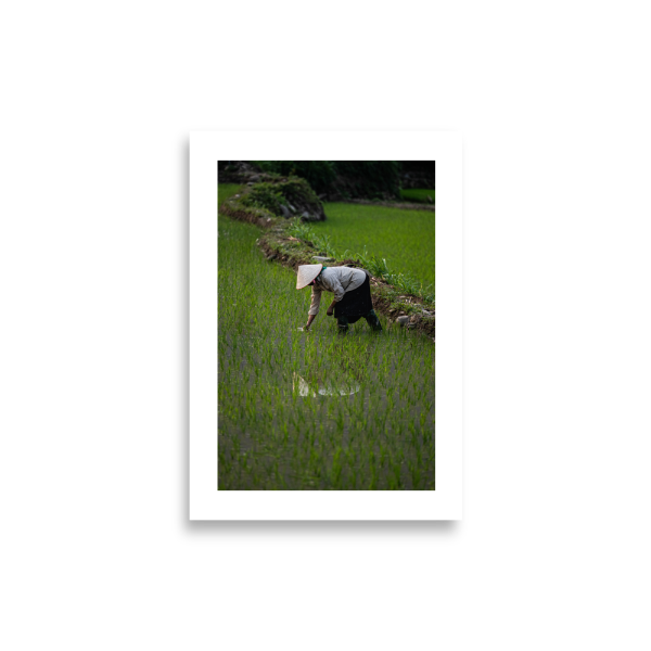 21x30 Frameless Rice Reflection