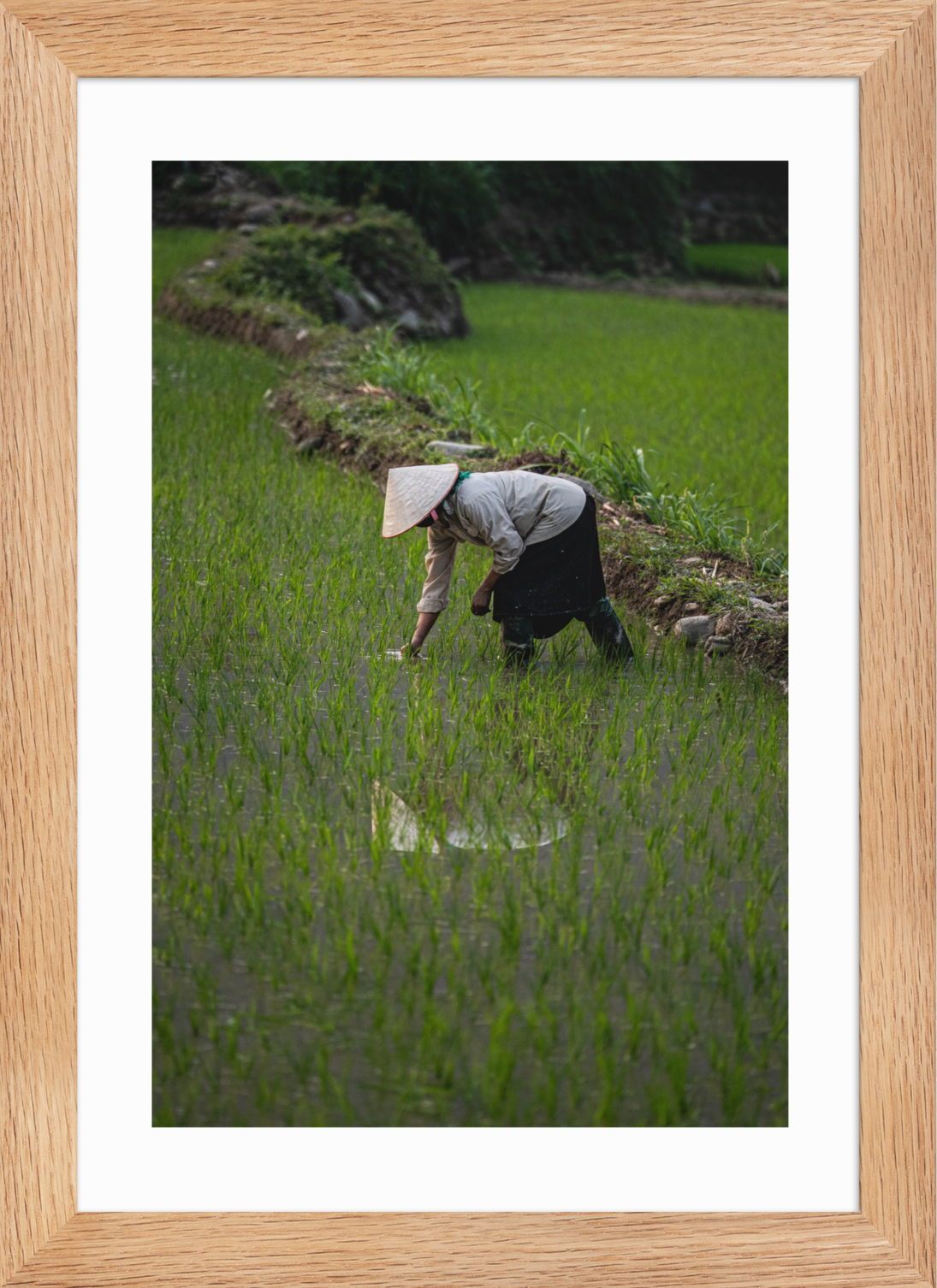21x30 Raw Rice Reflection