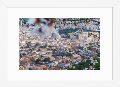 21x30 White Almond Flowers