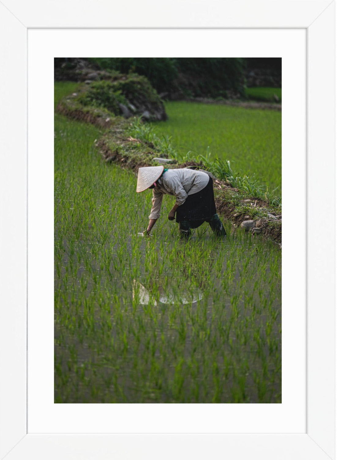 21x30 White Rice Reflection