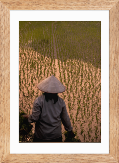 21x30 raw Rice Farmer