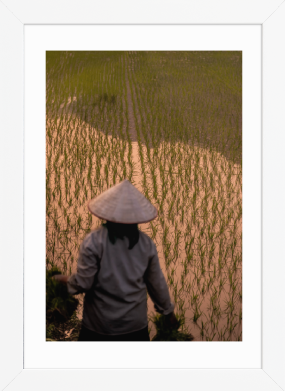 21x30_white_Rice_Farmer