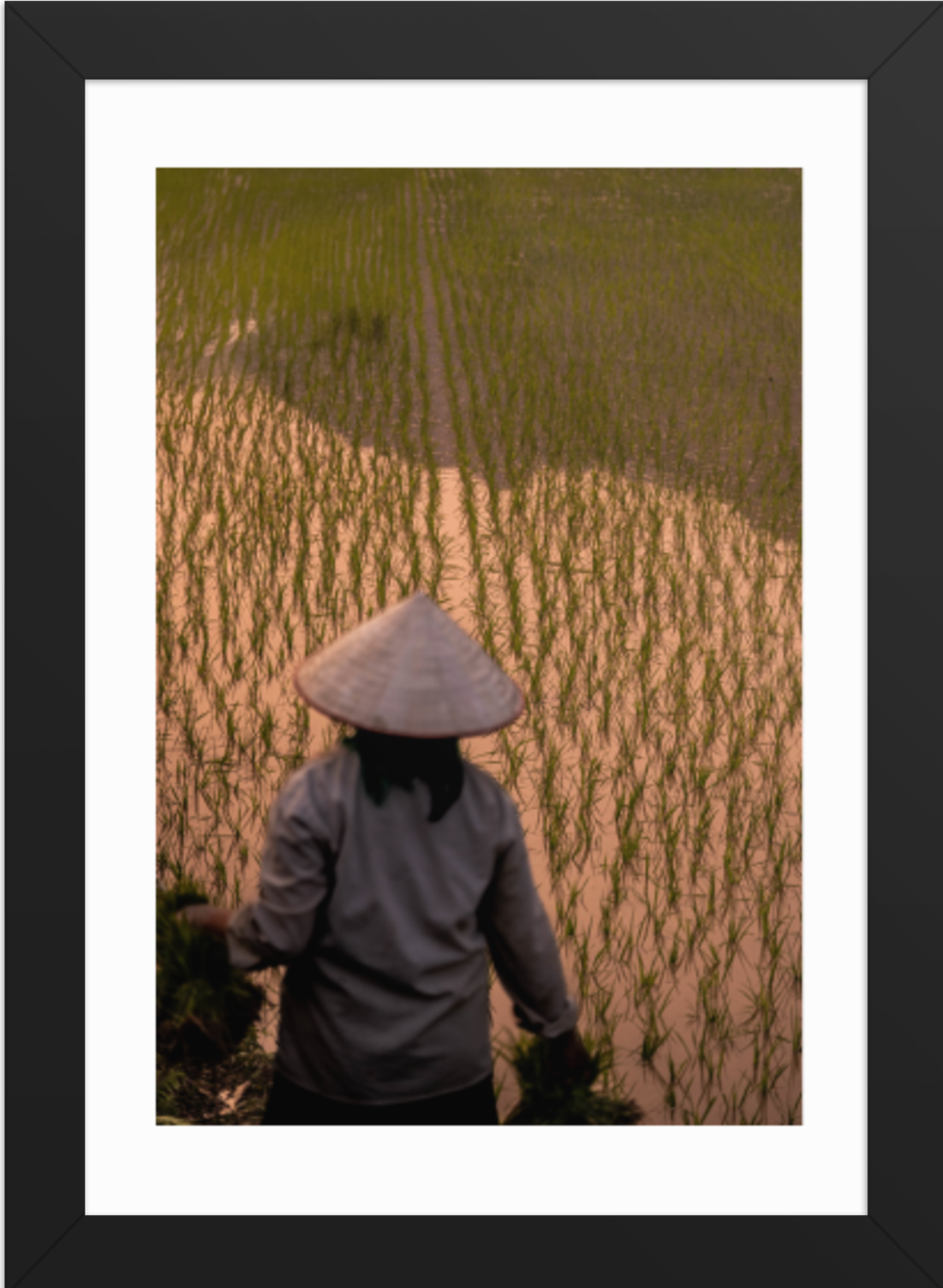 21x30black Rice Farmer