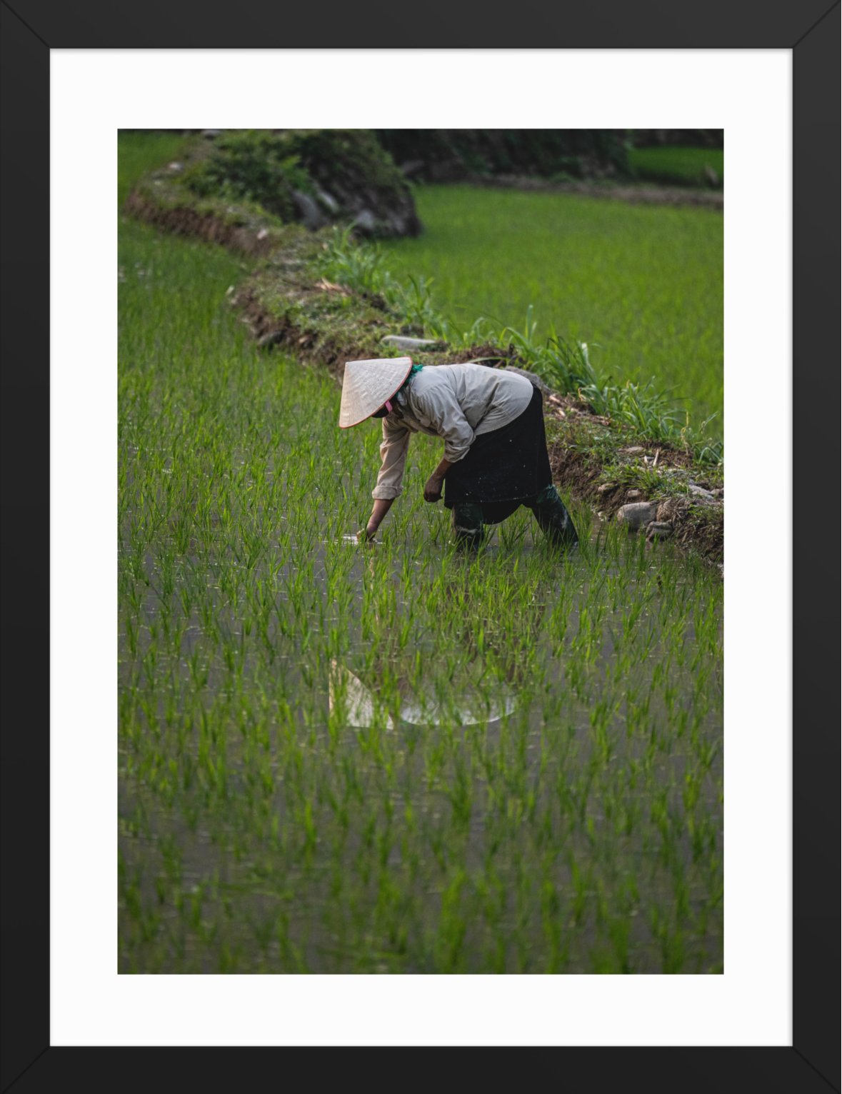 30x40_Black_Rice_Reflection