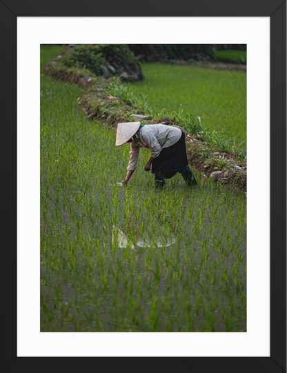 30x40_Black_Rice_Reflection