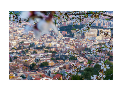 30x40 Frameless_Almond_Flowers