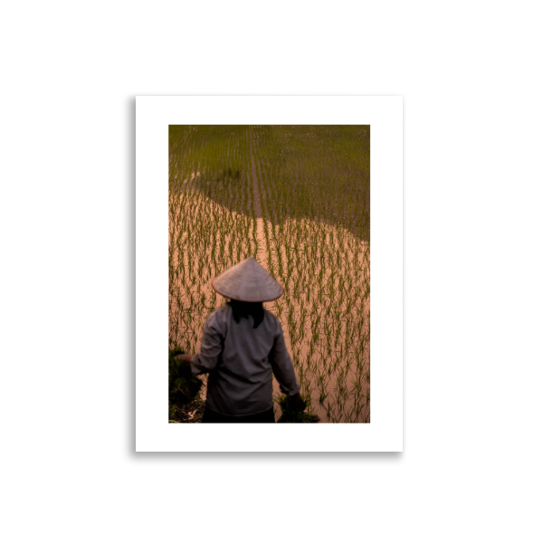 30x40_Frameless_Rice_Farmer