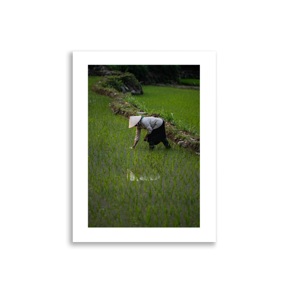 30x40 Frameless Rice Reflection