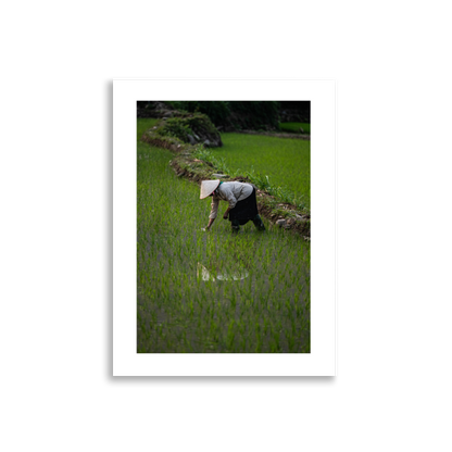 30x40 Frameless Rice Reflection