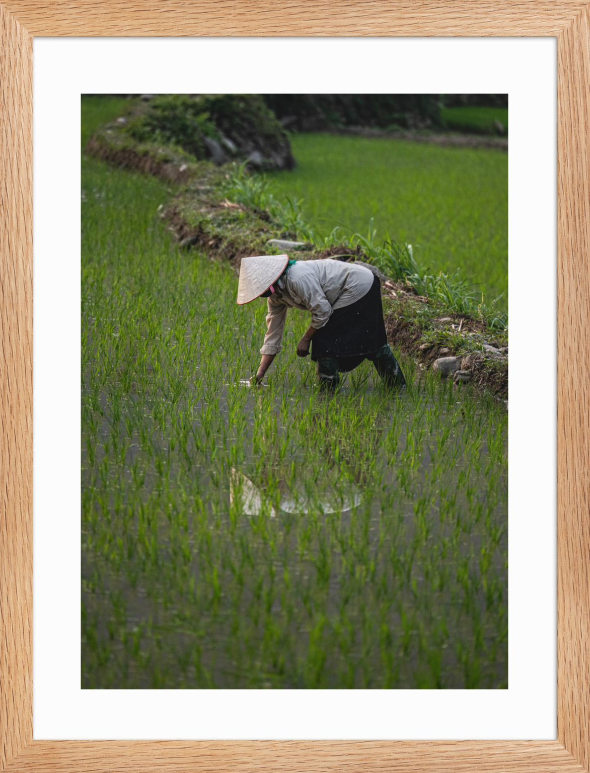30x40 Raw_Rice_Reflection