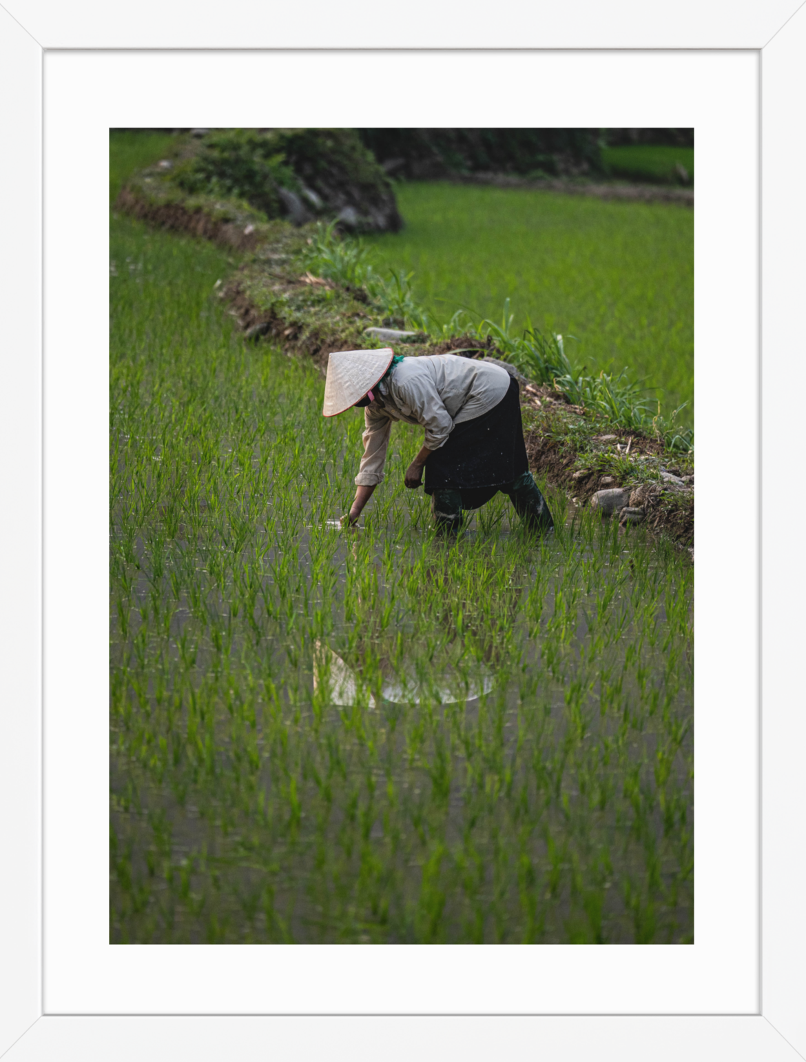30x40_White_Rice_Reflection