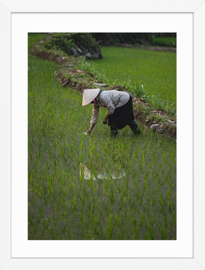 30x40_White_Rice_Reflection