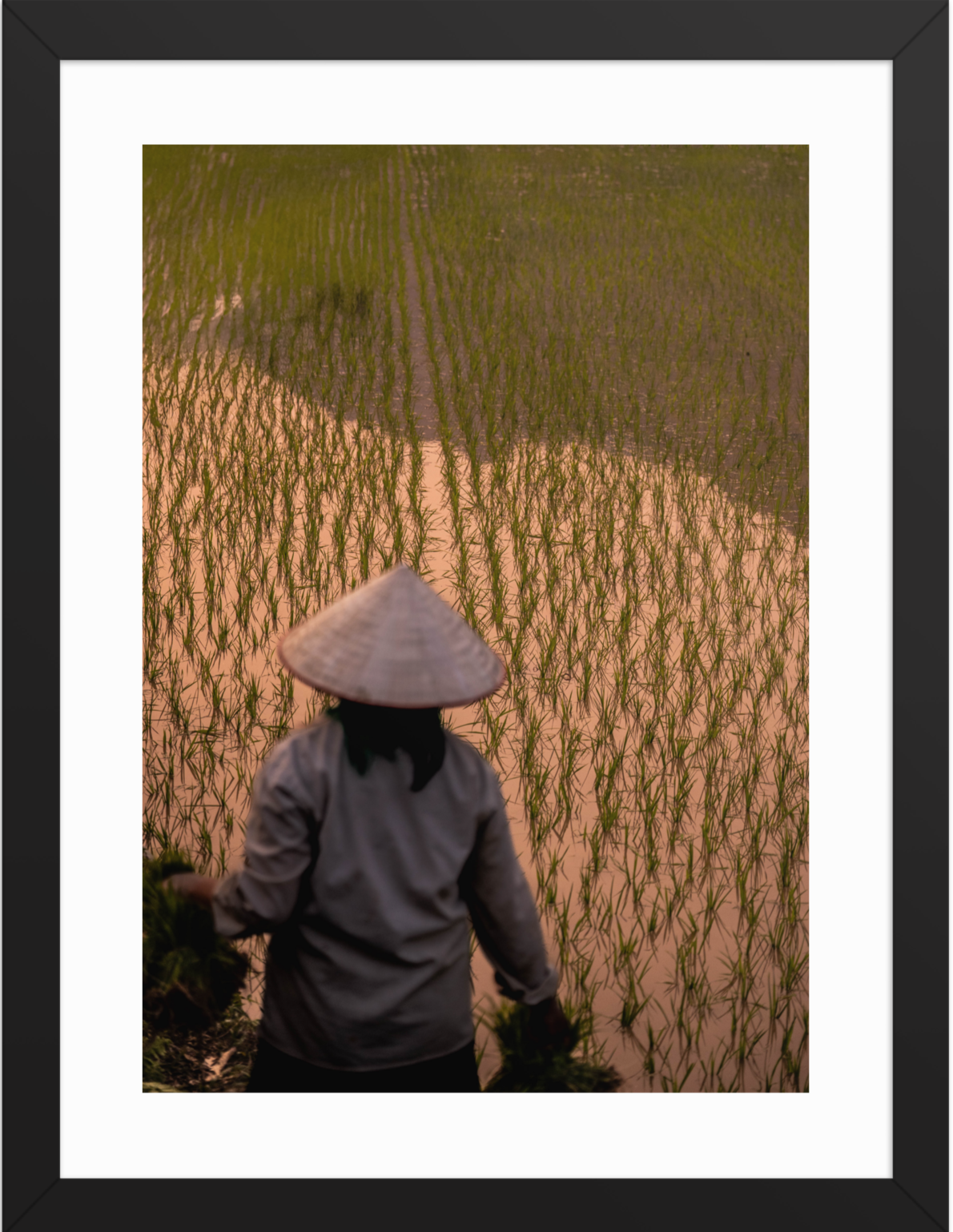 30x40 black_Rice_Farmer