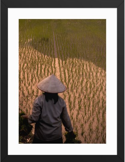 30x40 black_Rice_Farmer