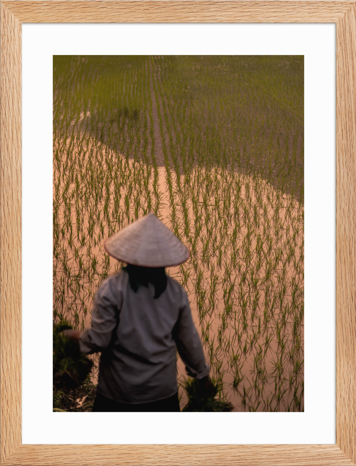 30x40 raw_Rice_Farmer