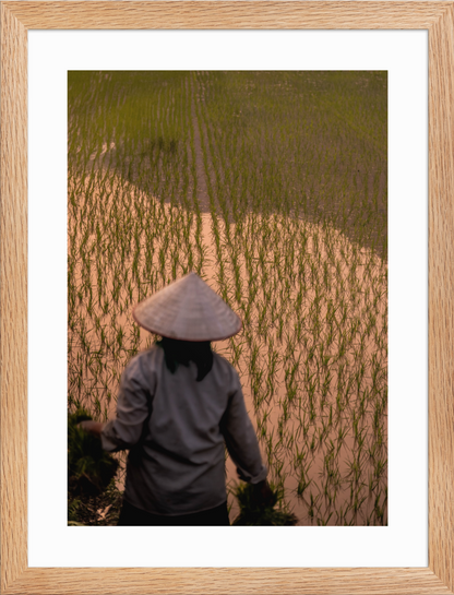 30x40 raw_Rice_Farmer