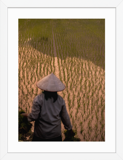 30x40_white_Rice_Farmer