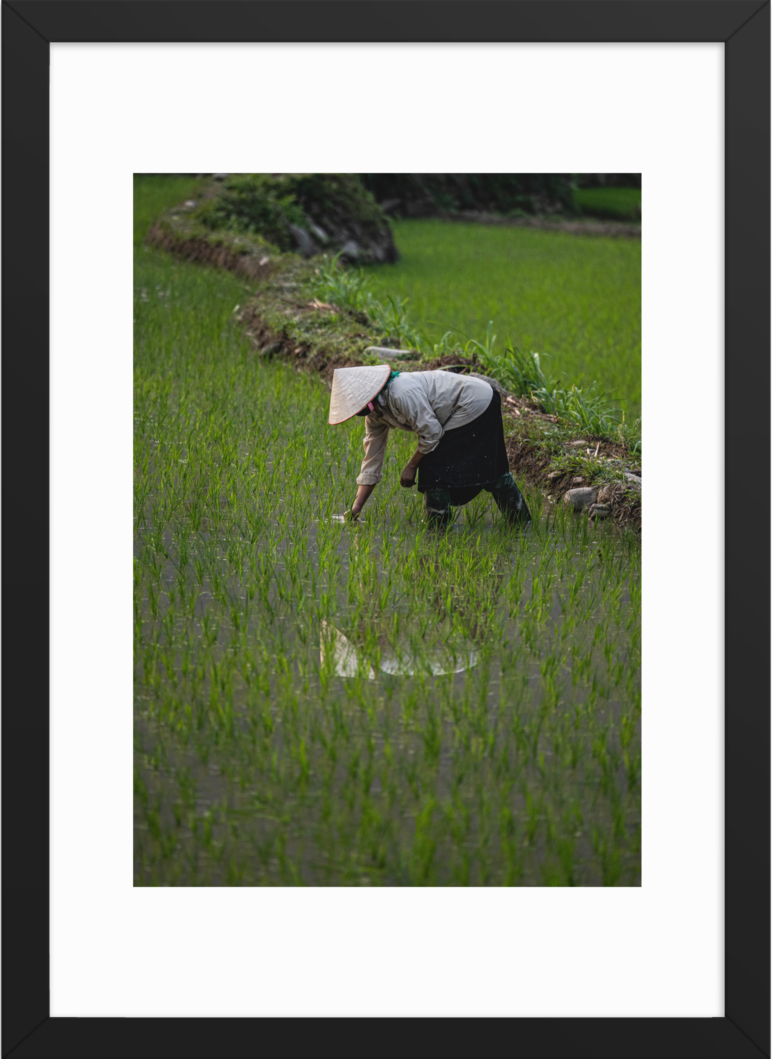 42x59.4 Black_Rice_Reflection