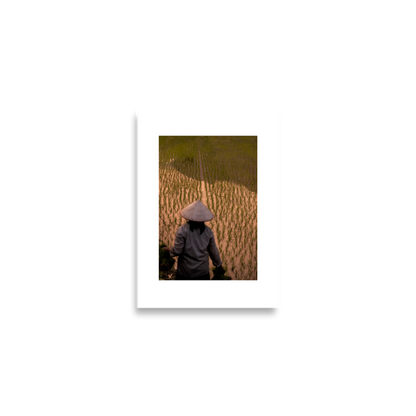 42x59.4_Frameless_Rice_Farmer