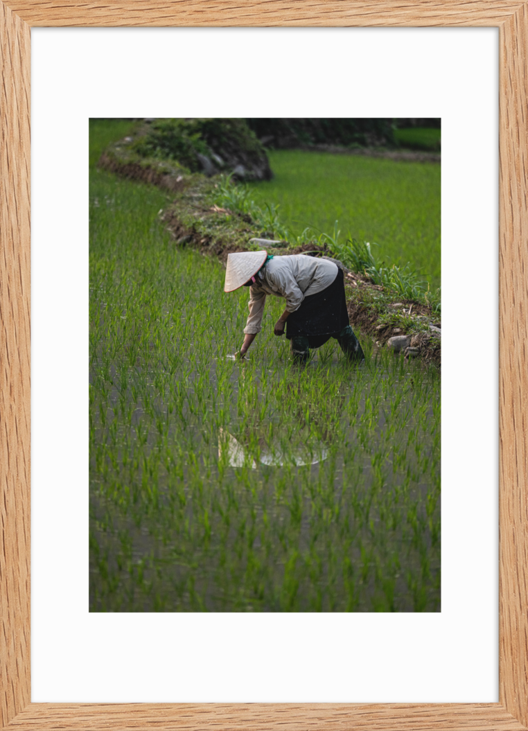 42x59.4_Raw_Rice_Reflection