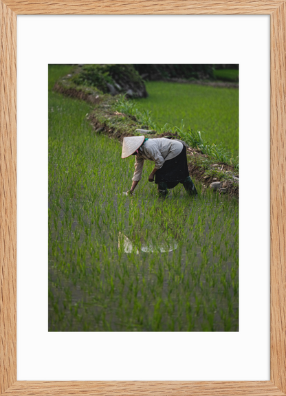 42x59.4_Raw_Rice_Reflection
