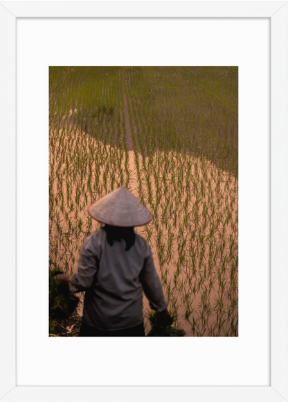 42x59.4_White_Rice_Farmer