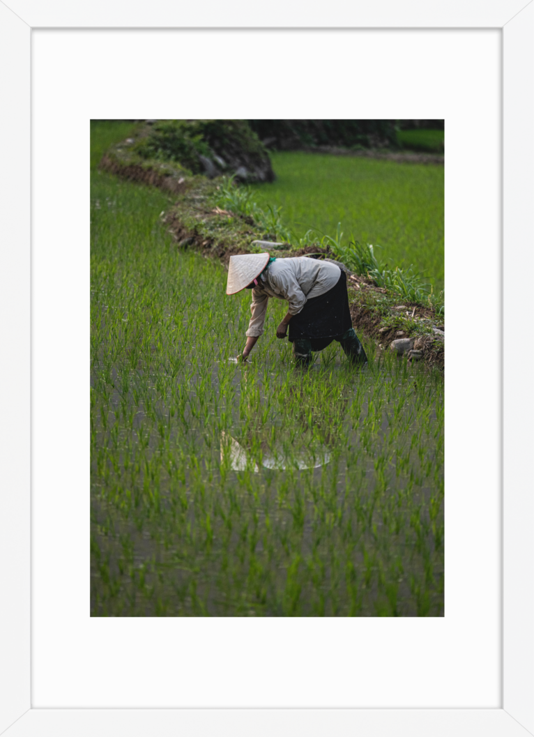 42x59.4_White_Rice_Reflection