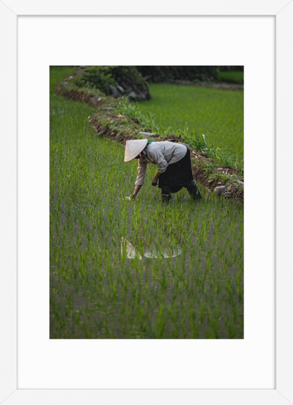 42x59.4_White_Rice_Reflection