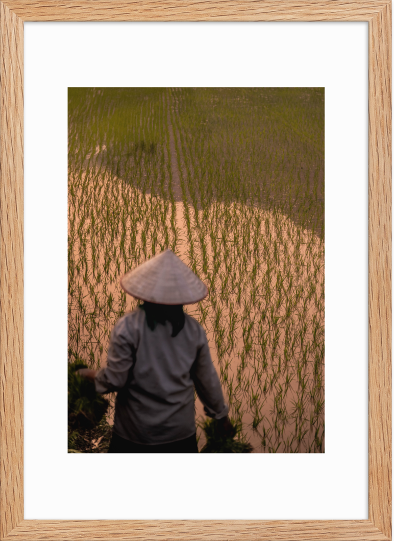 42x59.4_raw_Rice_Farmer