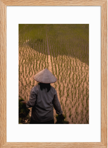 42x59.4_raw_Rice_Farmer