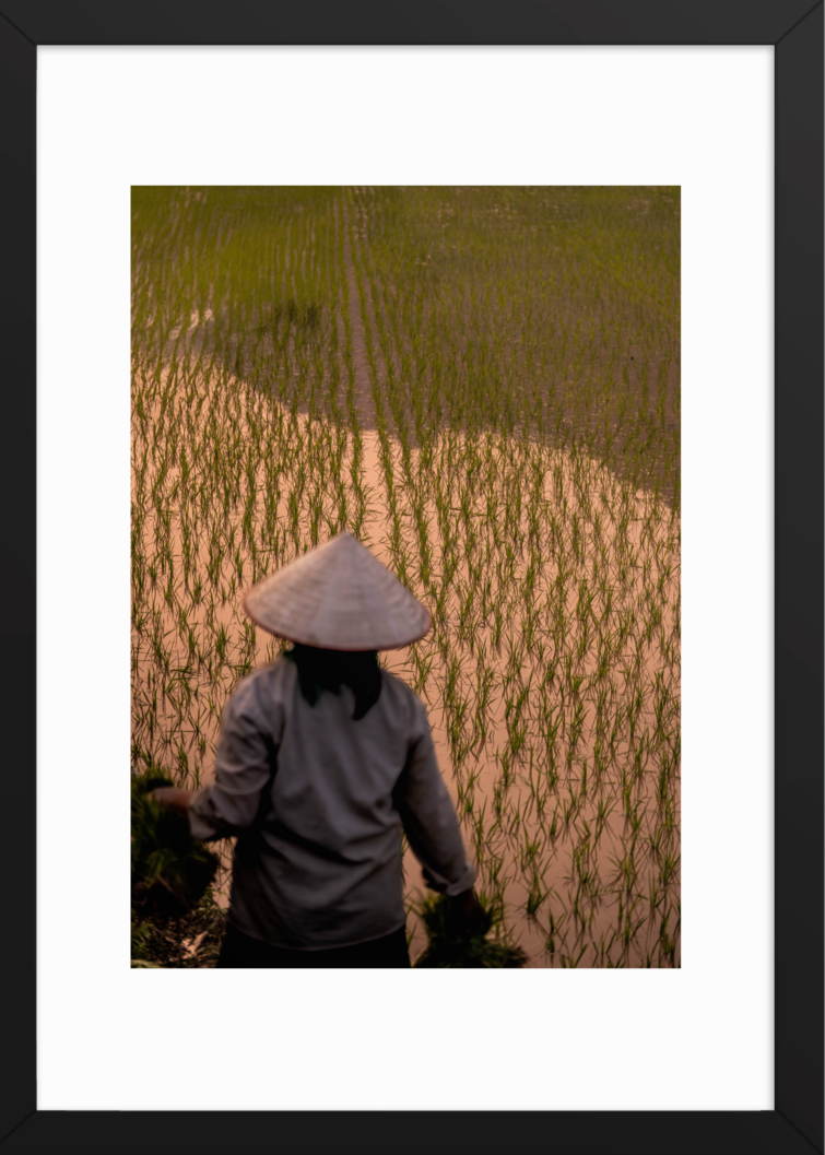 42x59.4black Rice Farmer