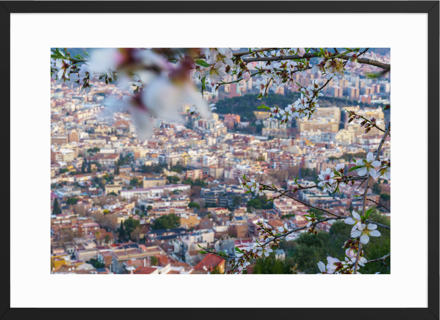 50x70 Black_Almond_Flowers
