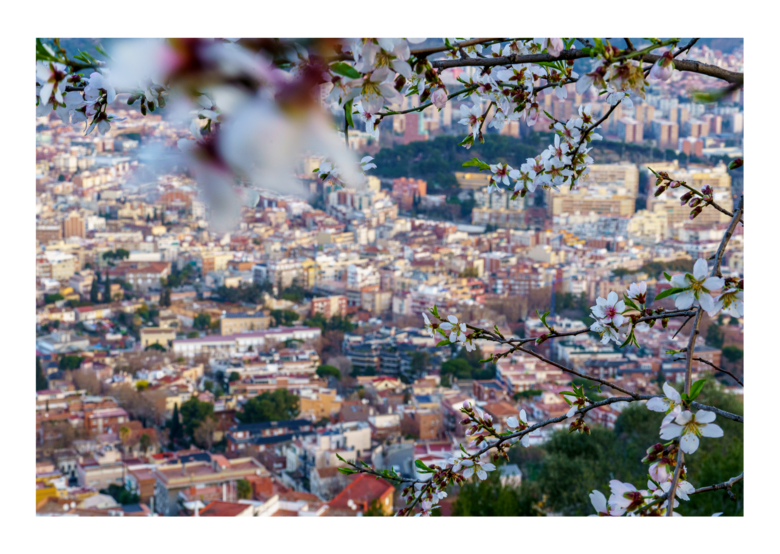 50x70 Raw_Almond_Flowers