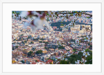 50x70 White_Almond_Flowers