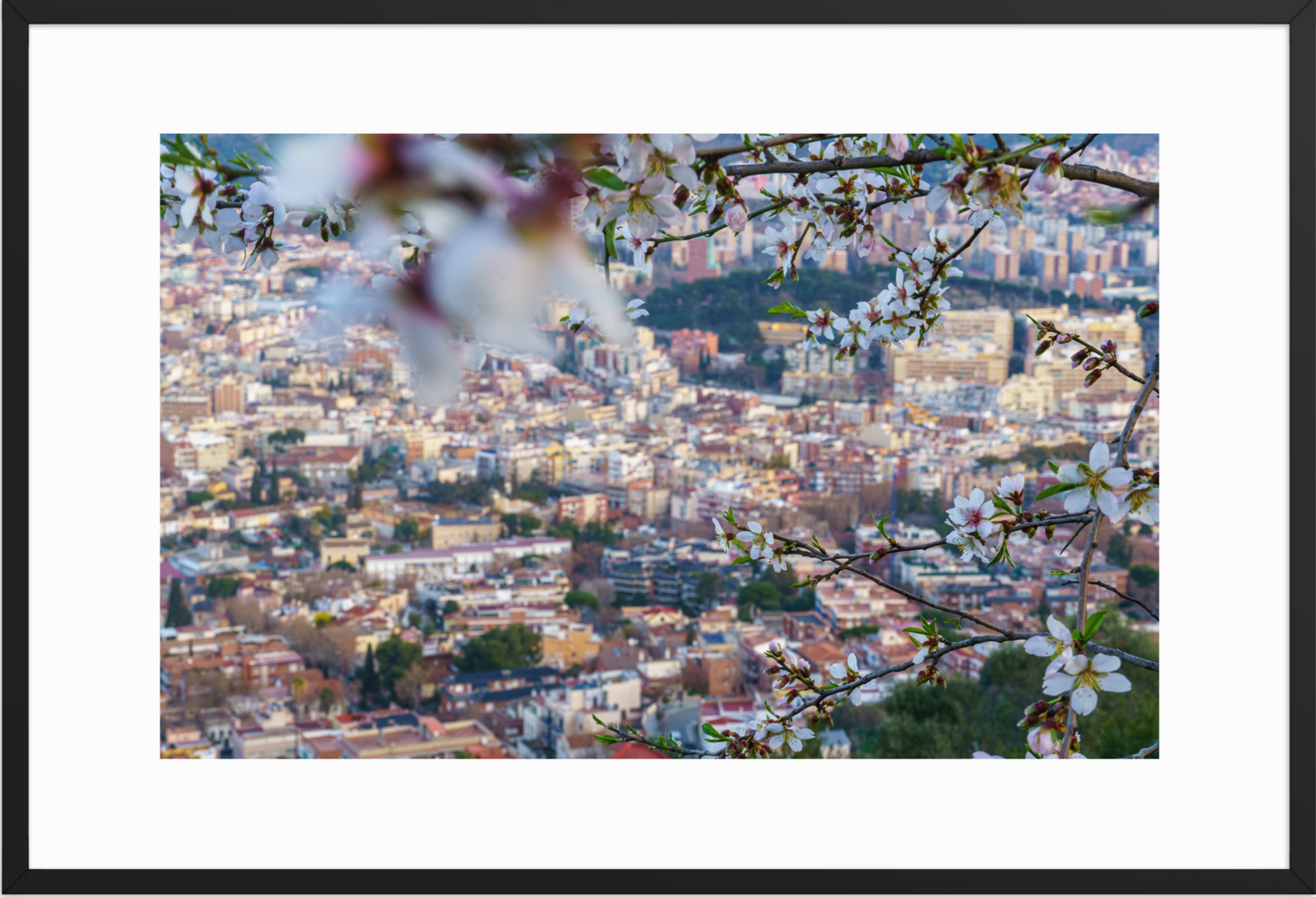 61x91 Black_Almond_Flowers