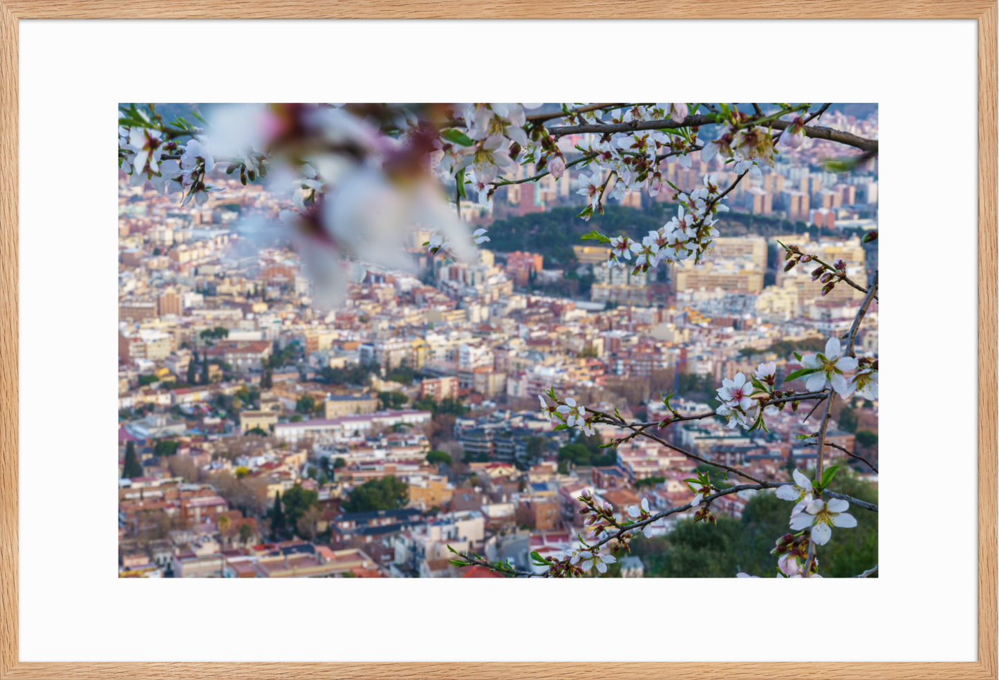 61x91_Raw_Almond_Flowers