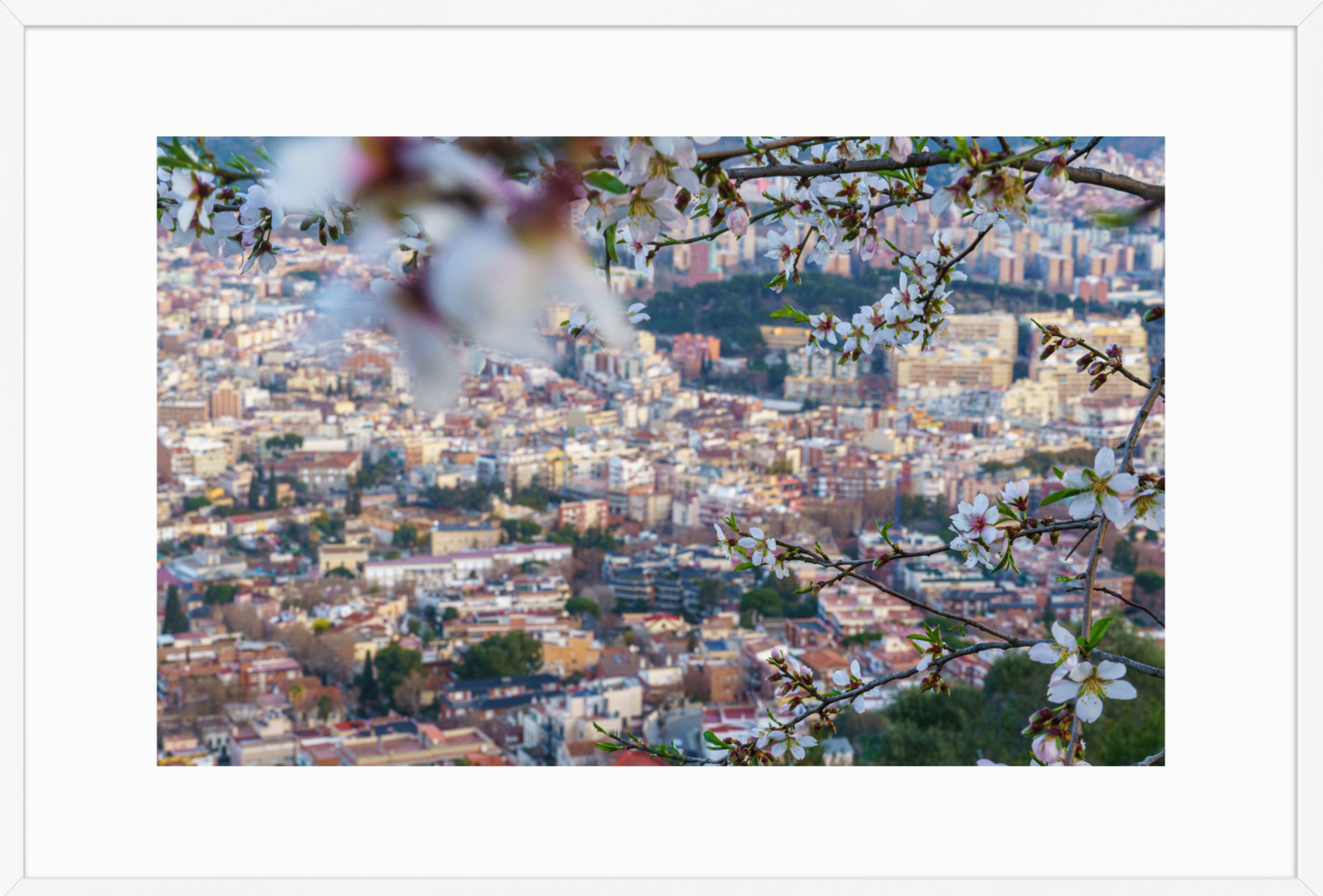 61x91_White_Almond_Flowers