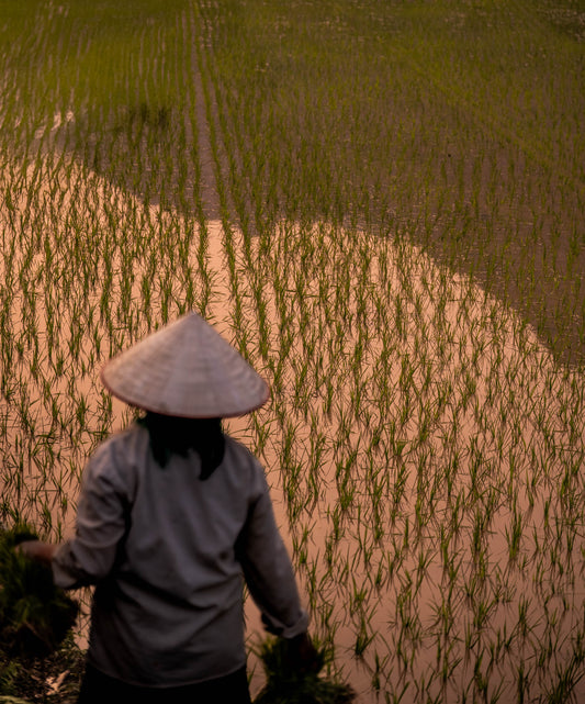 Person wearing a conical hat working in a rice field at sunset.